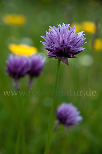 Alvar Schnitt-Lauch (Allium schoenoprasum var. Alvarense)