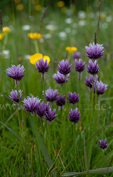 Alvar Schnitt-Lauch (Allium schoenoprasum var. Alvarense)