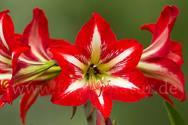 Amaryllis-Lilie (Amaryllis pardisicola)
