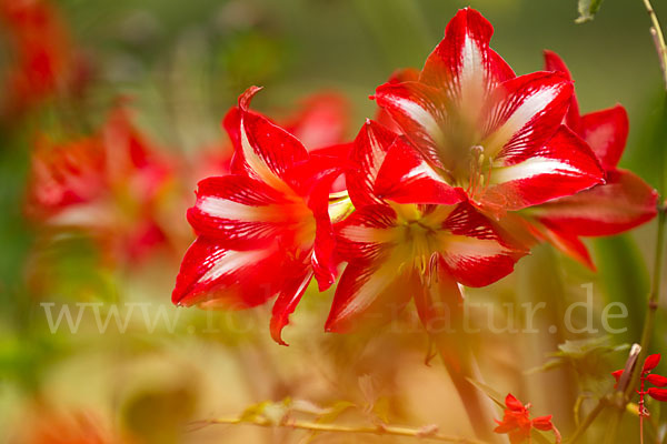 Amaryllis-Lilie (Amaryllis pardisicola)