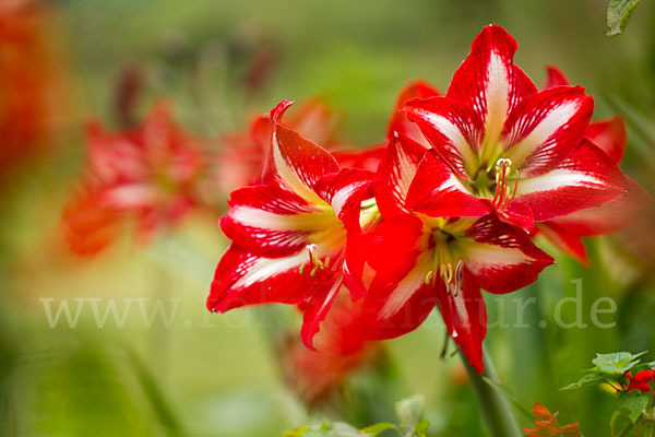 Amaryllis-Lilie (Amaryllis pardisicola)