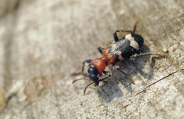 Ameisenbuntkäfer (Thanasimus formicarius)