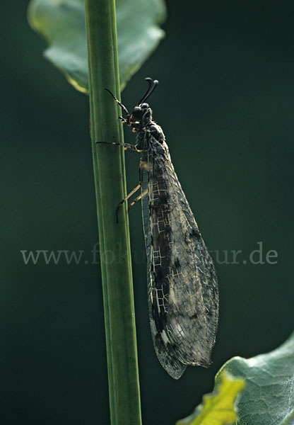 Ameisenjungfer spec. (Myrmeleontidae spec.)