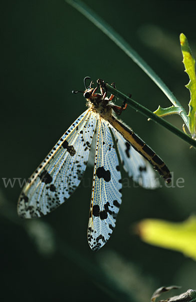 Ameisenjungfer spec.1 (Palpares libelluloides)