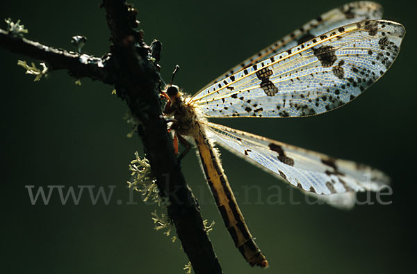 Ameisenjungfer spec.1 (Palpares libelluloides)