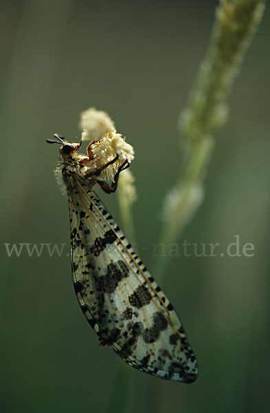 Ameisenjungfer spec.1 (Palpares libelluloides)