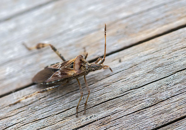 Amerikanische Kiefernwanze (Leptoglossus occidentalis)