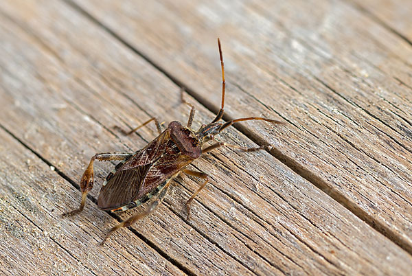 Amerikanische Kiefernwanze (Leptoglossus occidentalis)