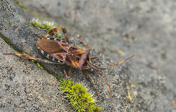 Amerikanische Kiefernwanze (Leptoglossus occidentalis)