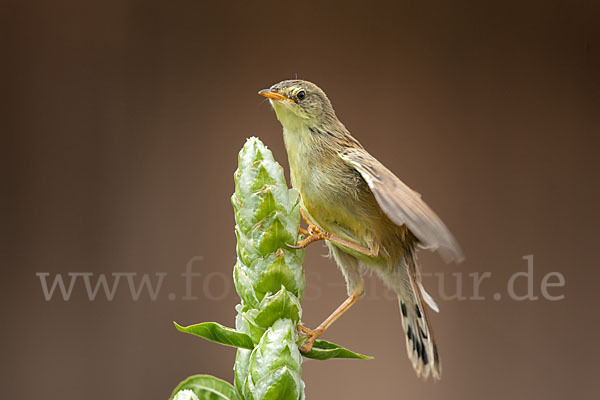 Amhara-Cistensänger (Cisticola robustus)