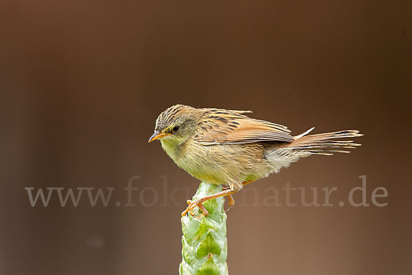 Amhara-Cistensänger (Cisticola robustus)