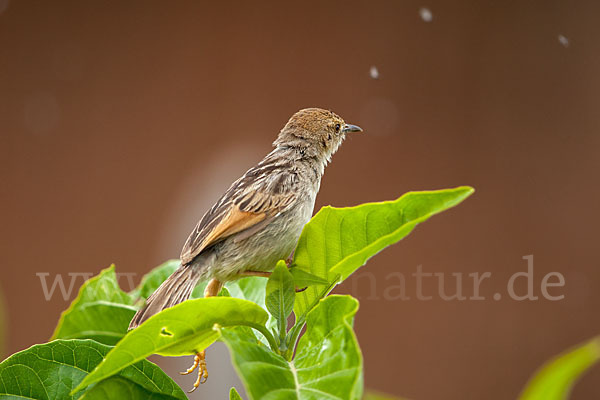 Amhara-Cistensänger (Cisticola robustus)