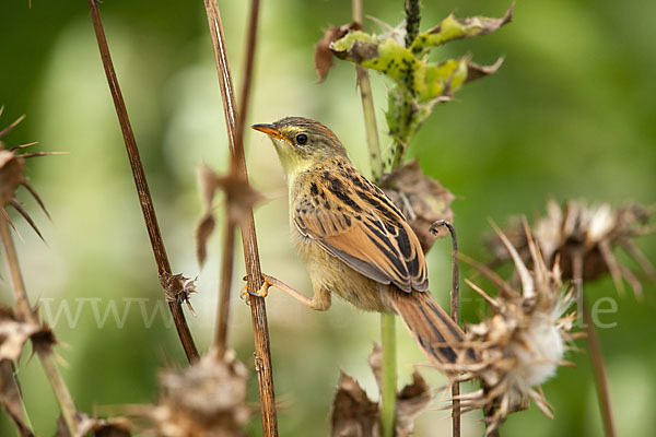 Amhara-Cistensänger (Cisticola robustus)