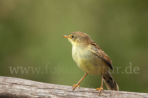 Amhara-Cistensänger (Cisticola robustus)