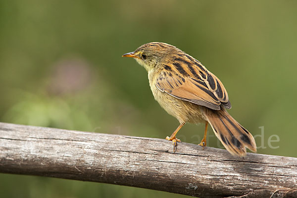 Amhara-Cistensänger (Cisticola robustus)