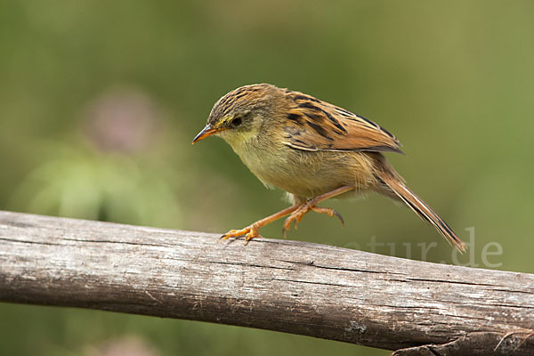 Amhara-Cistensänger (Cisticola robustus)