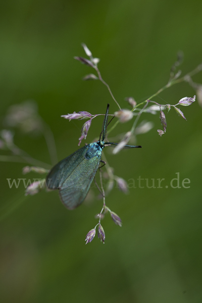 Ampfer-Grünwidderchen (Adscita statices)