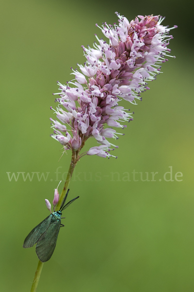 Ampfer-Grünwidderchen (Adscita statices)