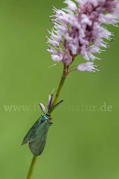 Ampfer-Grünwidderchen (Adscita statices)