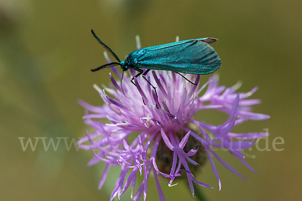 Ampfer-Grünwidderchen (Adscita statices)