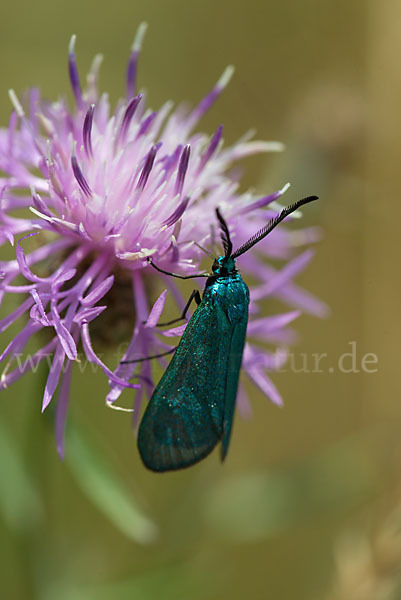 Ampfer-Grünwidderchen (Adscita statices)