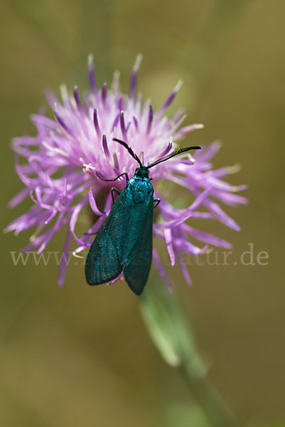 Ampfer-Grünwidderchen (Adscita statices)