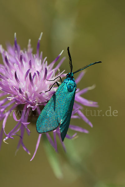 Ampfer-Grünwidderchen (Adscita statices)