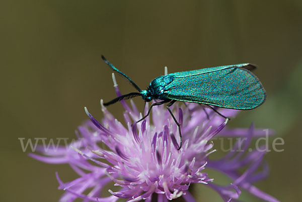 Ampfer-Grünwidderchen (Adscita statices)