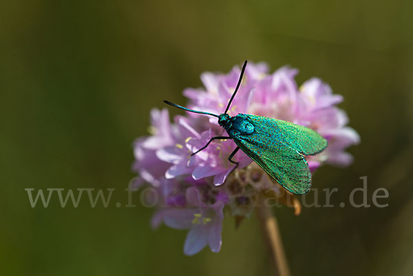 Ampfer-Grünwidderchen (Adscita statices)