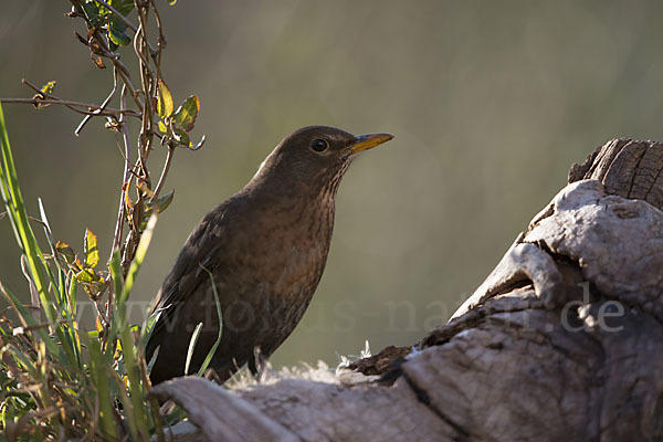 Amsel (Turdus merula)