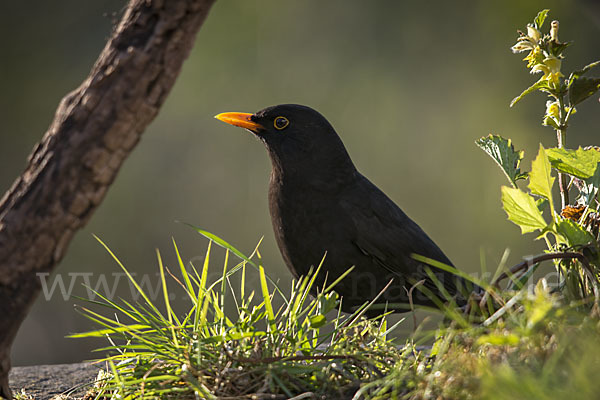 Amsel (Turdus merula)