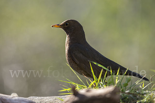 Amsel (Turdus merula)