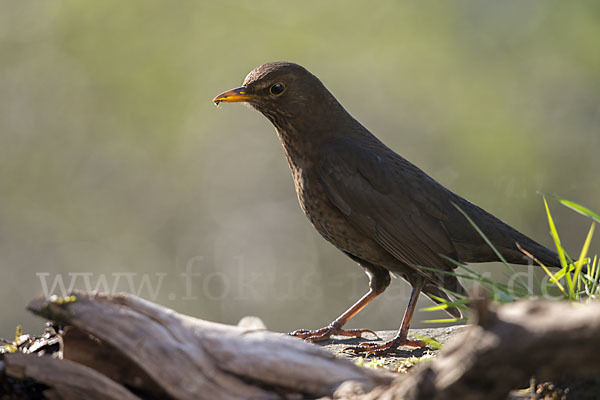 Amsel (Turdus merula)