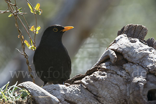 Amsel (Turdus merula)