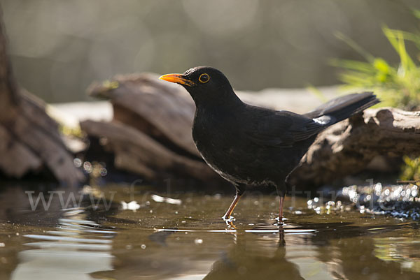 Amsel (Turdus merula)