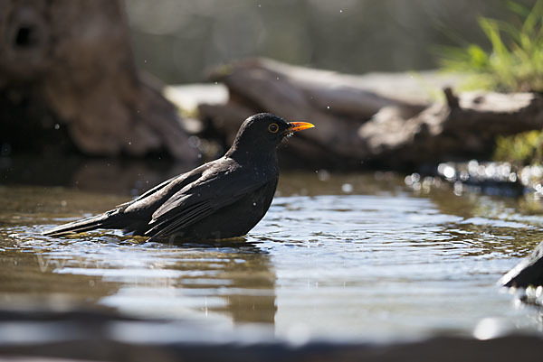 Amsel (Turdus merula)