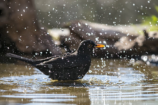 Amsel (Turdus merula)