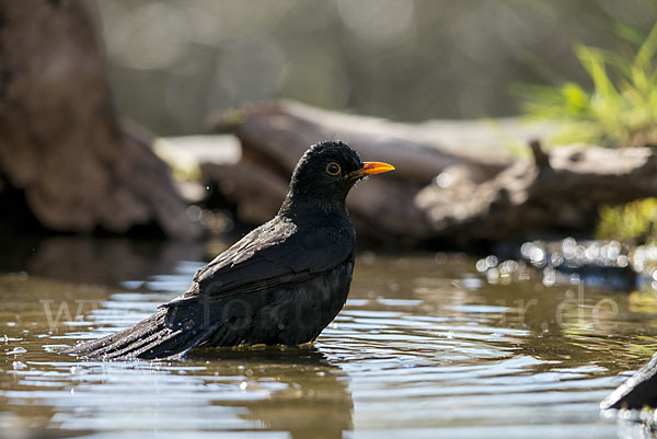 Amsel (Turdus merula)