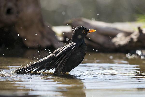 Amsel (Turdus merula)