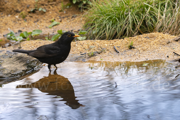 Amsel (Turdus merula)