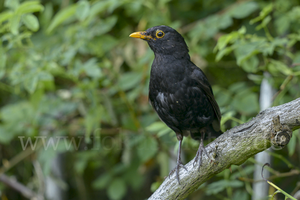 Amsel (Turdus merula)