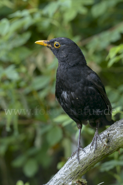 Amsel (Turdus merula)