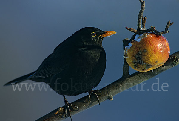 Amsel (Turdus merula)