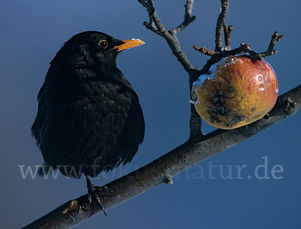 Amsel (Turdus merula)