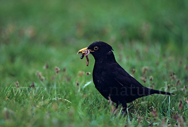 Amsel (Turdus merula)