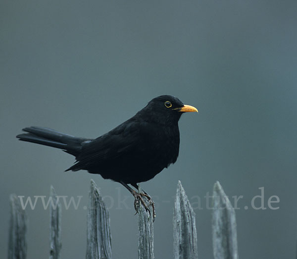 Amsel (Turdus merula)