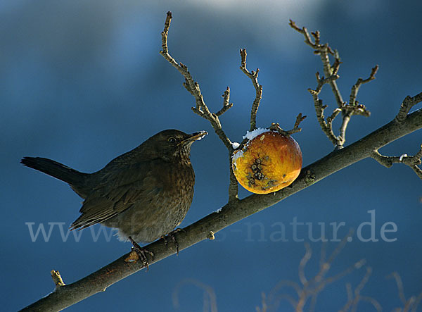 Amsel (Turdus merula)