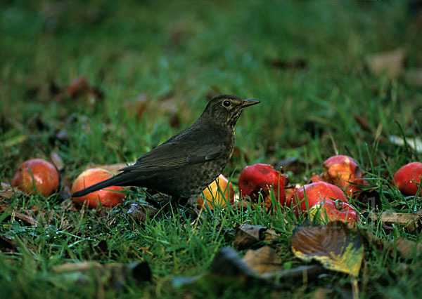 Amsel (Turdus merula)