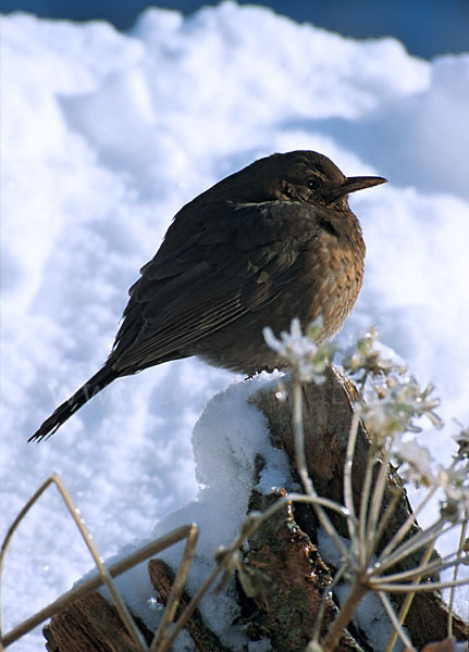 Amsel (Turdus merula)