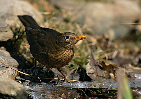 Amsel (Turdus merula)